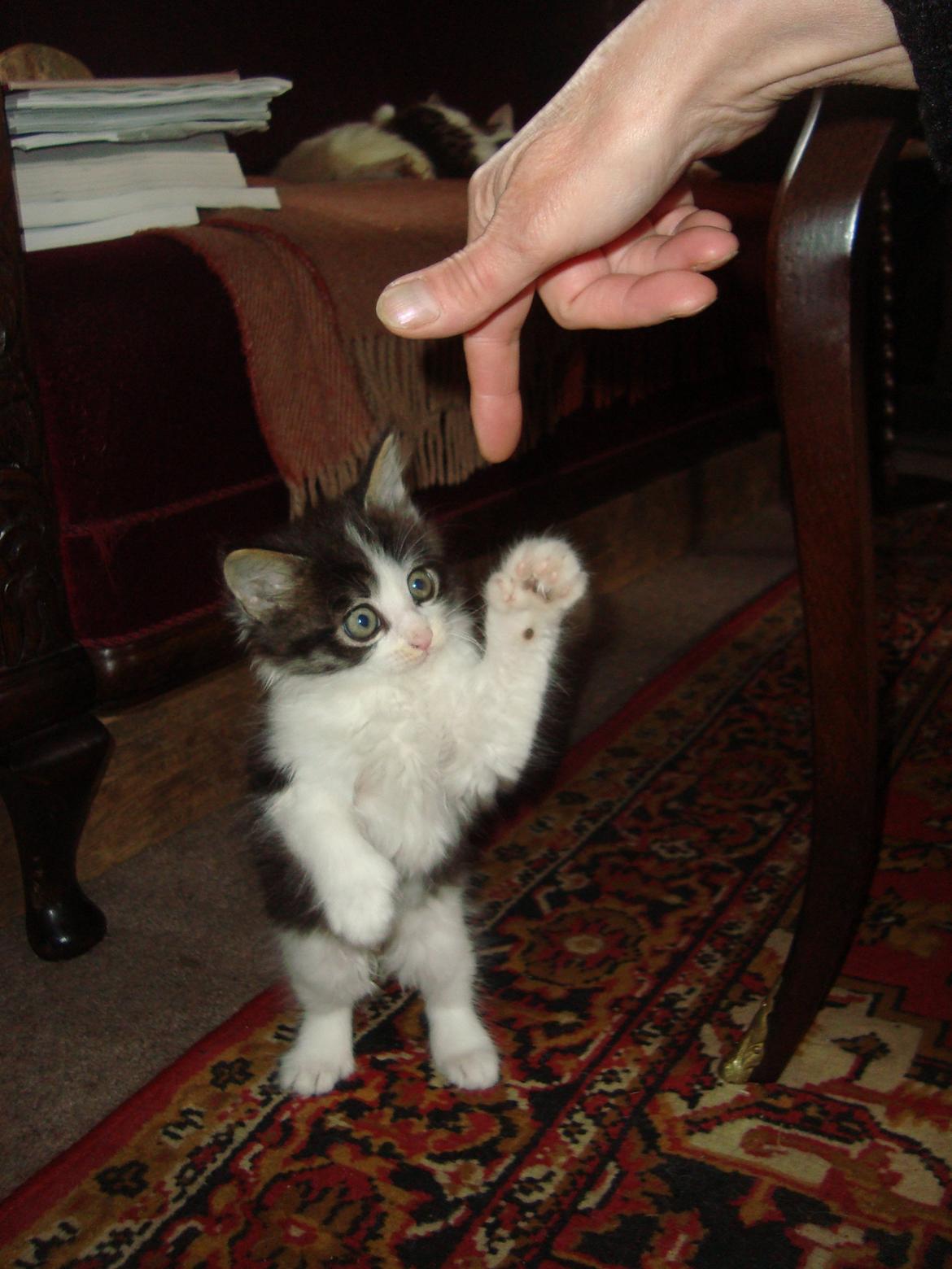 Blanding af racer Linus<3 billede 9