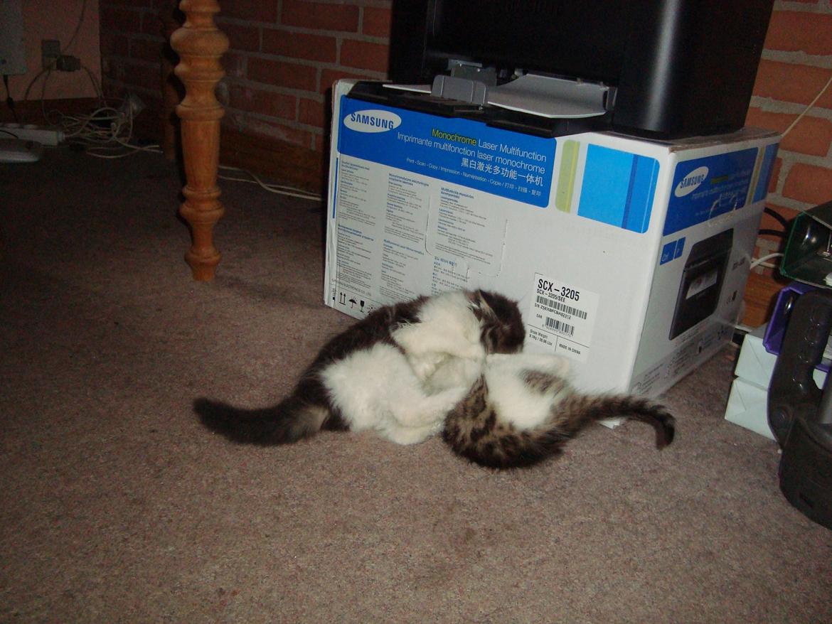 Blanding af racer Linus<3 billede 10