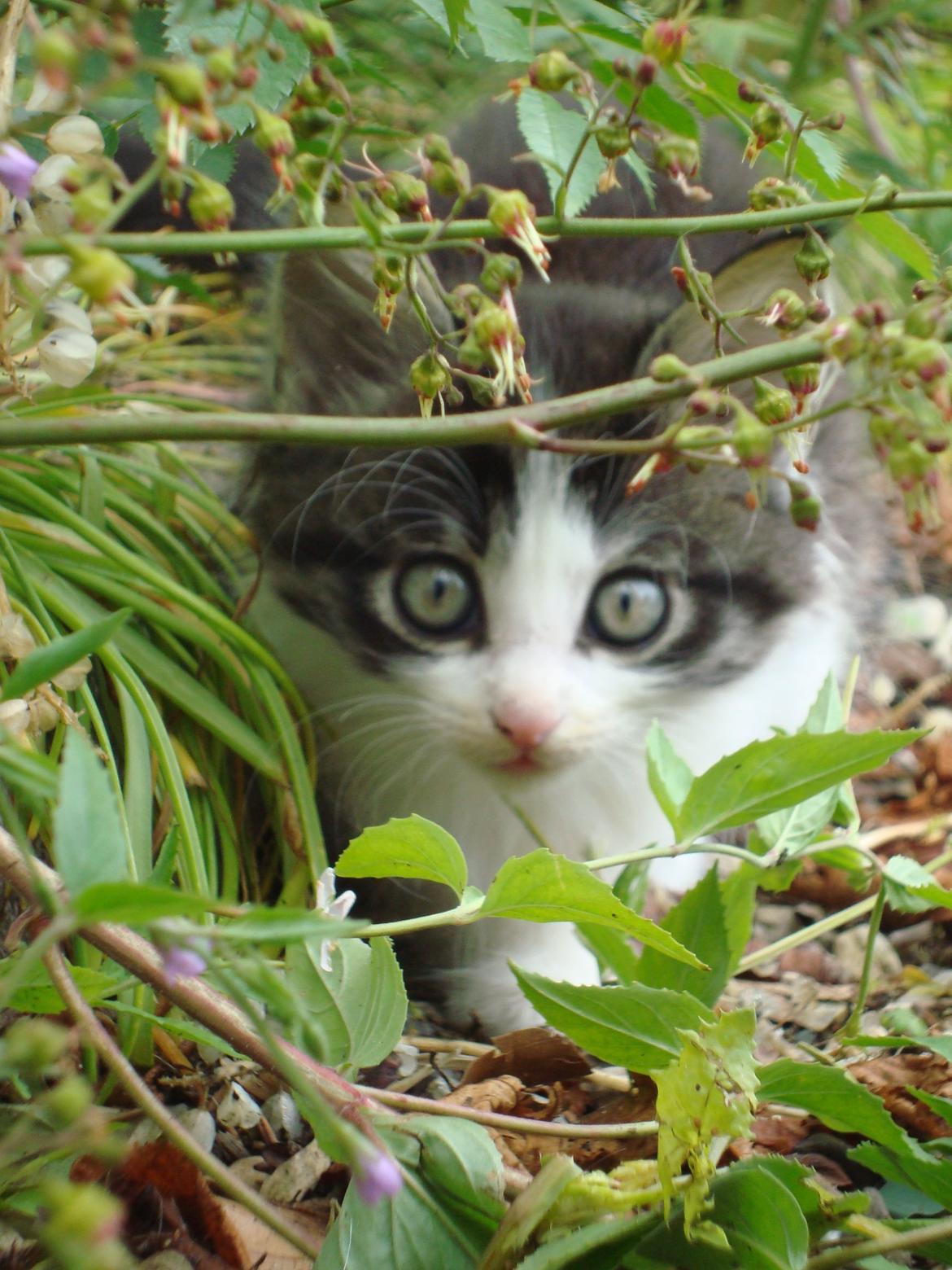 Blanding af racer Linus<3 billede 11