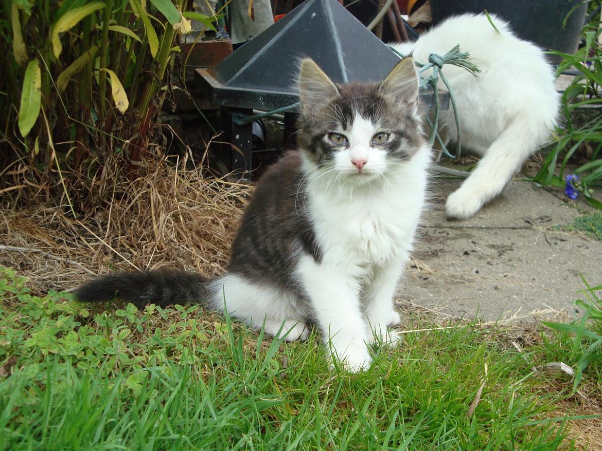 Blanding af racer Linus<3 billede 12