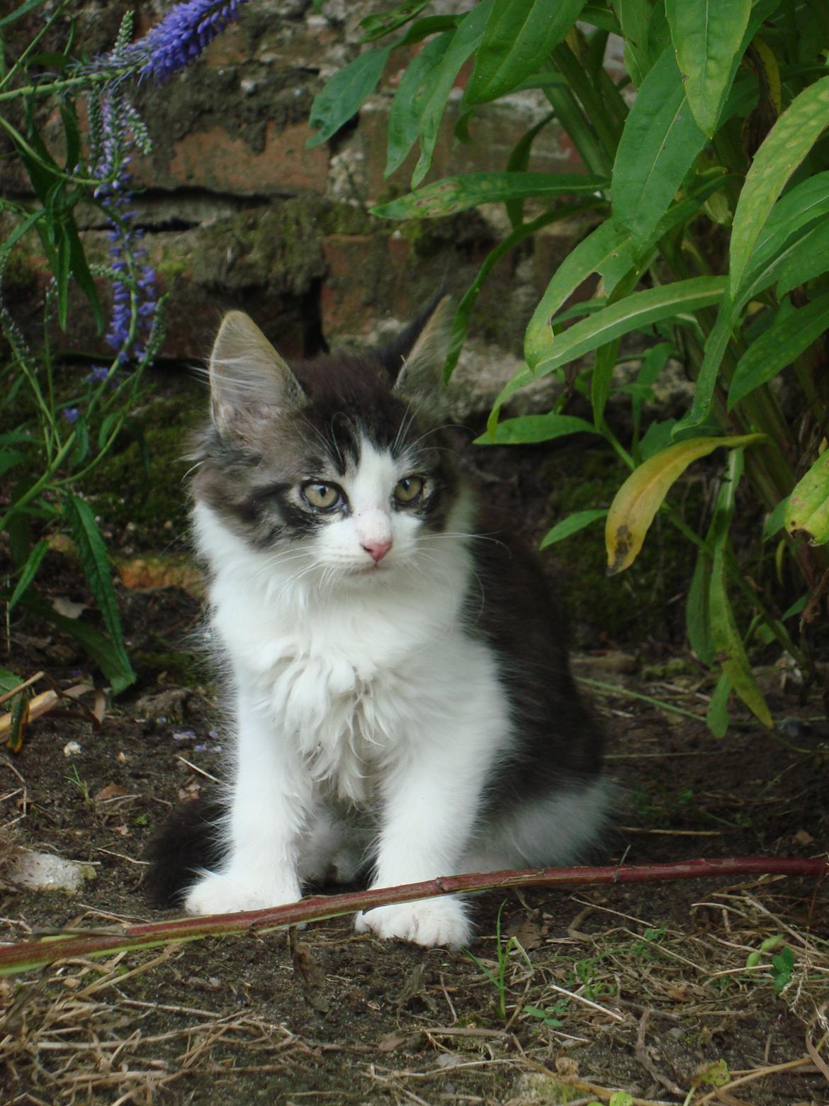 Blanding af racer Linus<3 billede 13