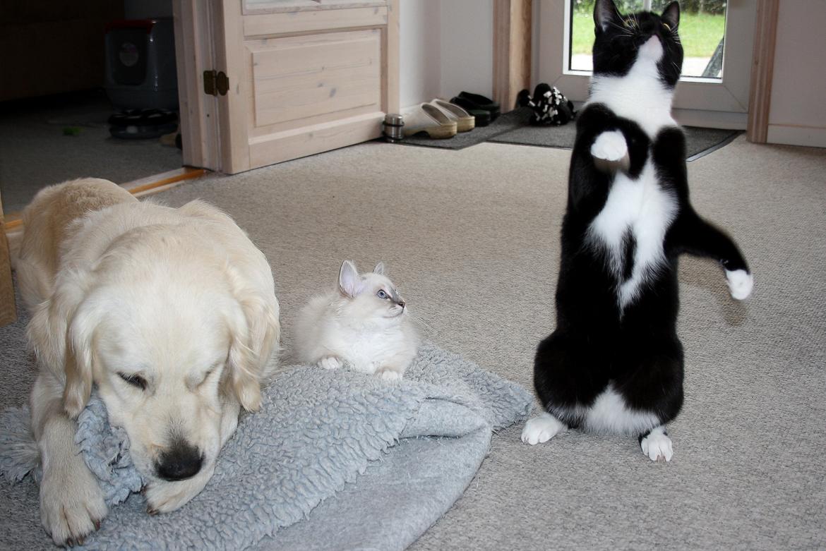 Blanding af racer Cossie - Banditterne sammen billede 3