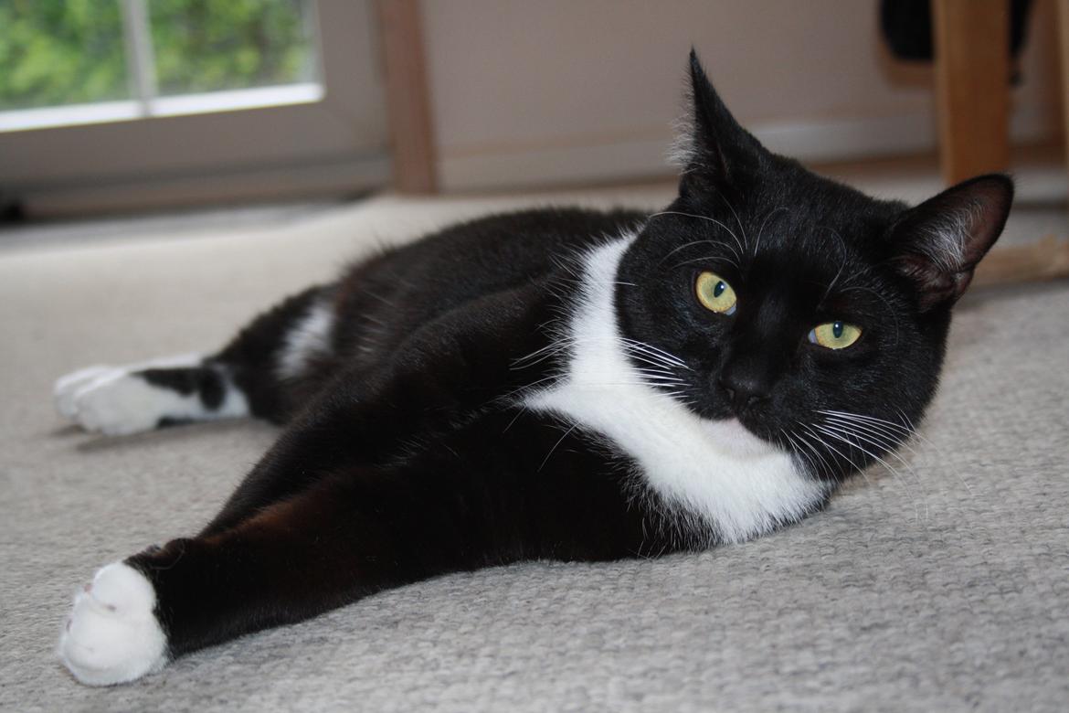 Blanding af racer Cossie billede 2