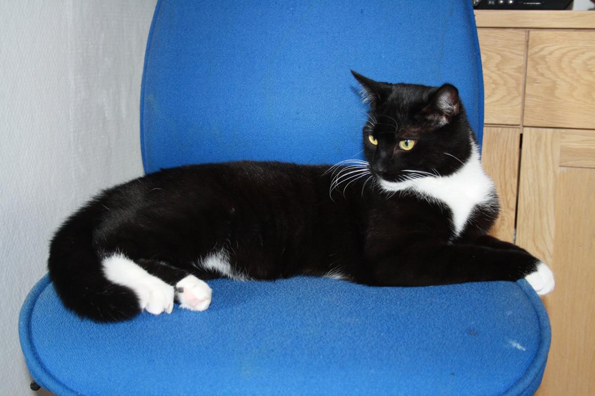 Blanding af racer Cossie billede 19