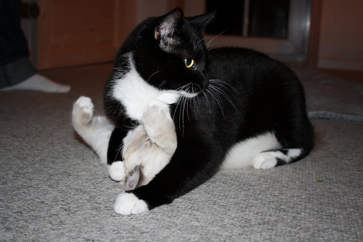 Blanding af racer Cossie - Mobber lillebror ;-) billede 4