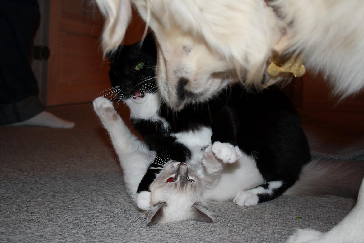 Blanding af racer Cossie billede 5