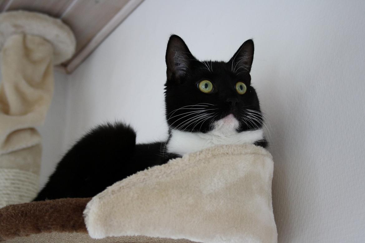 Blanding af racer Cossie - Cossie - kongen af kradsetræet :-) billede 1