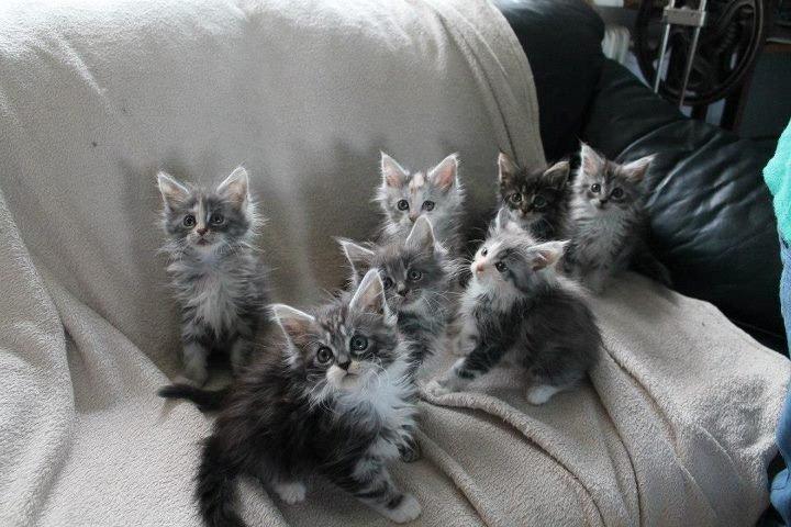 Maine Coon Sunway´s Duchess billede 3