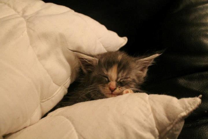 Maine Coon Sunway´s Duchess billede 4