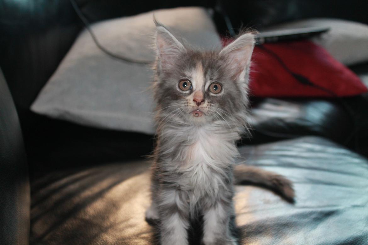 Maine Coon Sunway´s Duchess billede 1