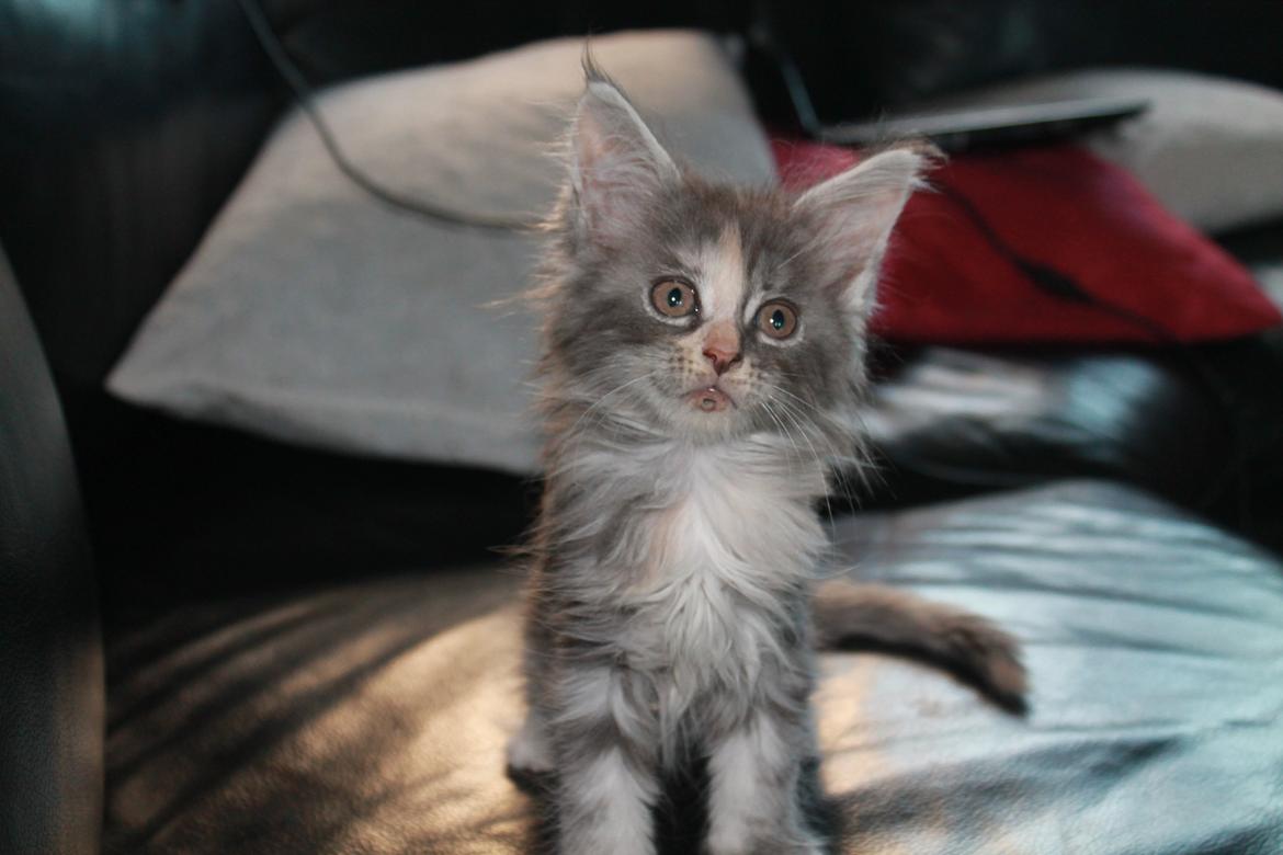 Maine Coon Sunway´s Duchess billede 5