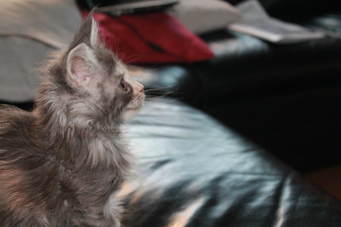 Maine Coon Sunway´s Duchess billede 2