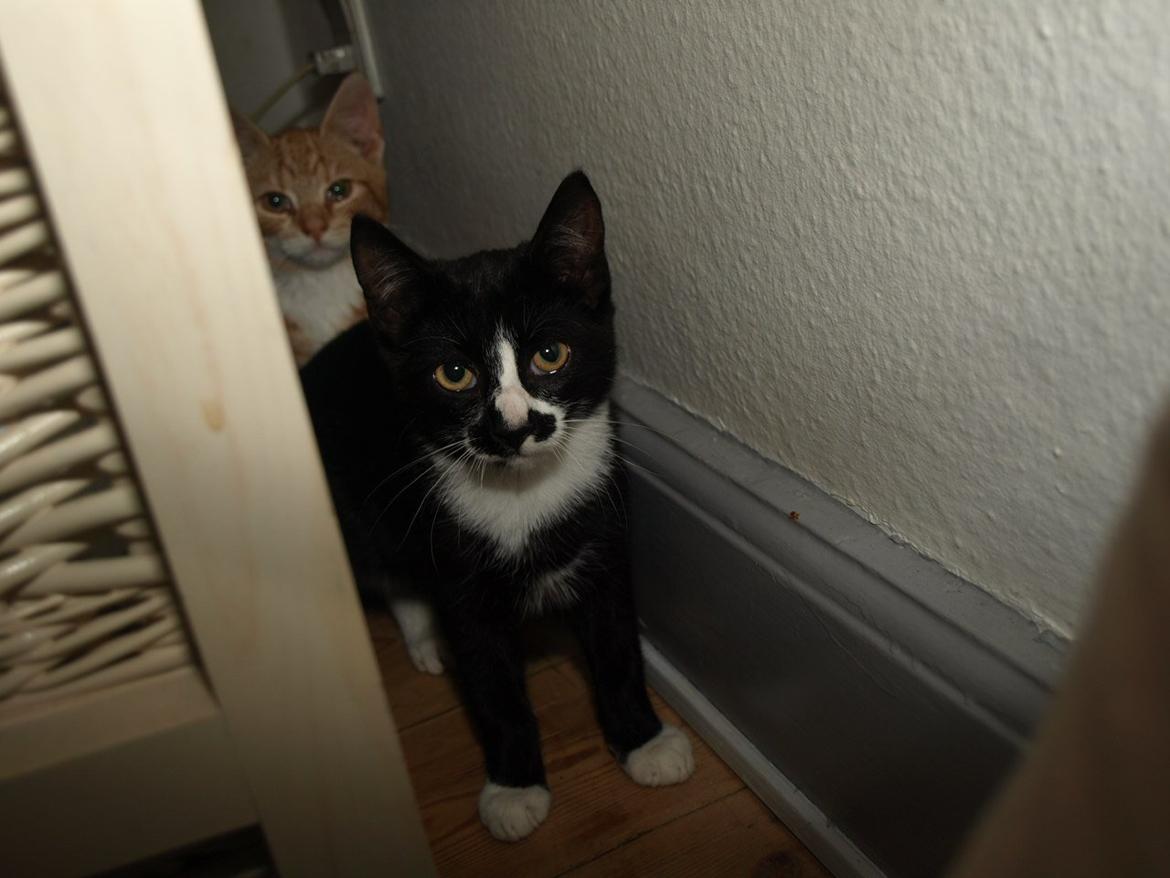 Huskat Blackie *RIP* - 11. september 2012 - 3 måneder, 2 uger og 2 dage gammel billede 4