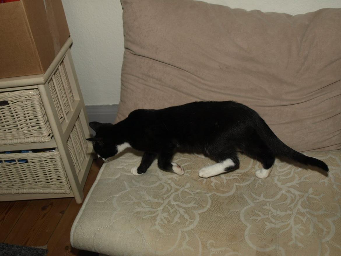 Huskat Blackie *RIP* - 11. september 2012 - 3 måneder, 2 uger og 2 dage gammel billede 5