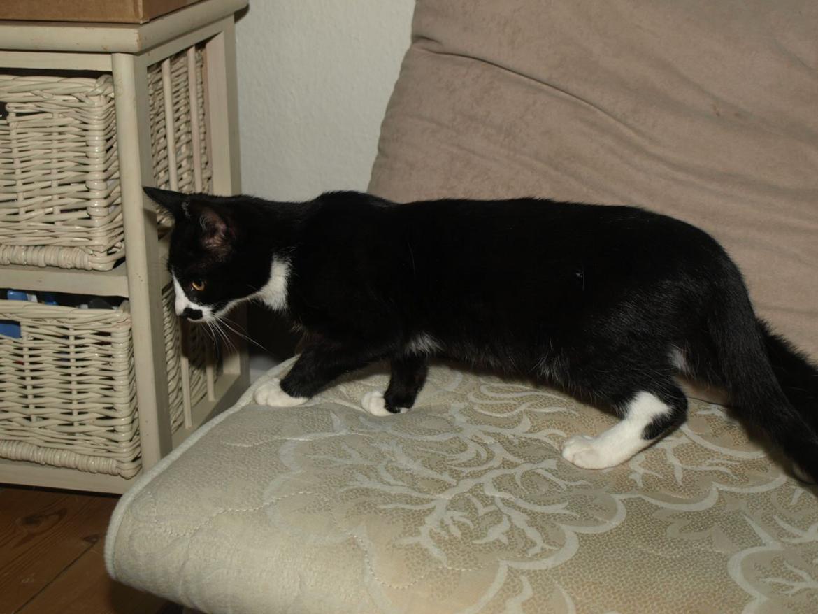 Huskat Blackie *RIP* - 11. september 2012 - 3 måneder, 2 uger og 2 dage gammel billede 6