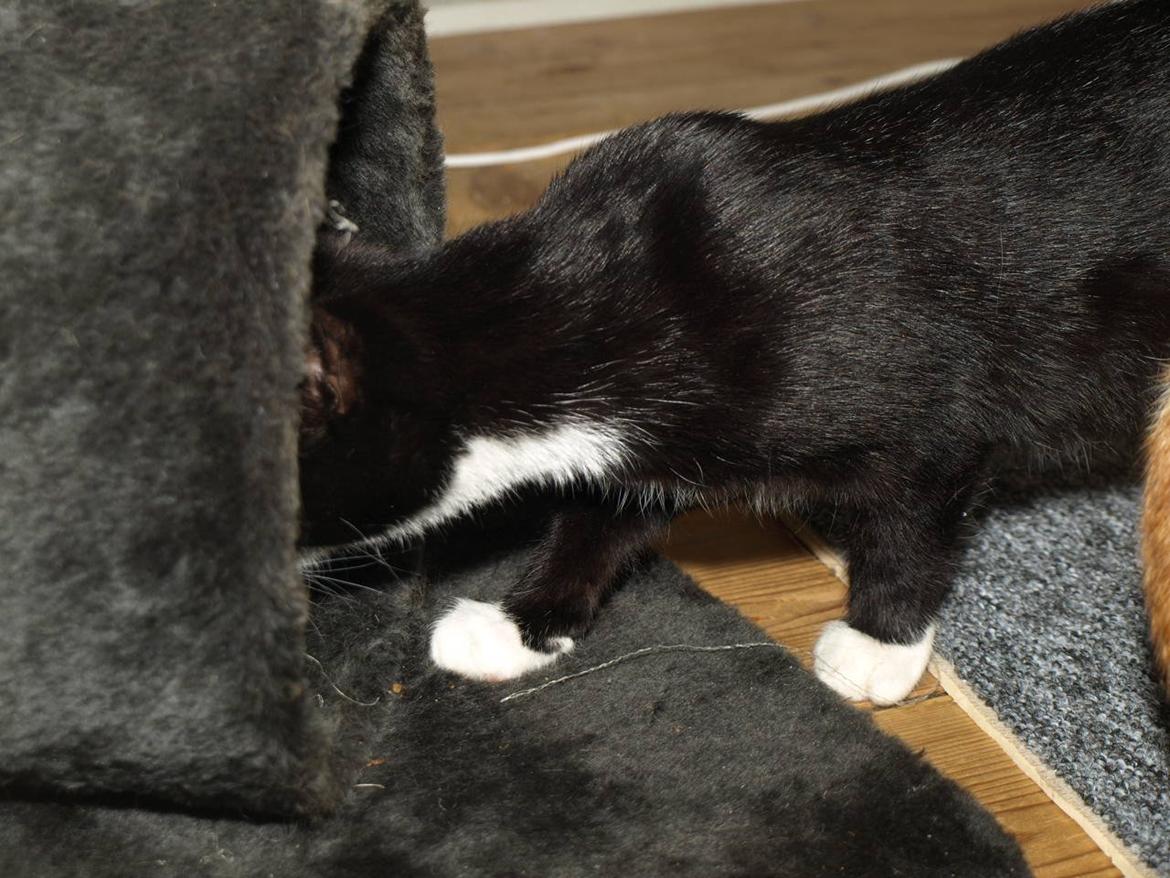 Huskat Blackie *RIP* - 11. september 2012 - 3 måneder, 2 uger og 2 dage gammel billede 7