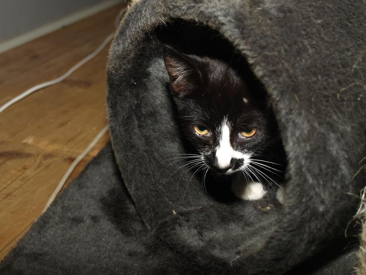 Huskat Blackie *RIP* - 11. september 2012 - 3 måneder, 2 uger og 2 dage gammel billede 8