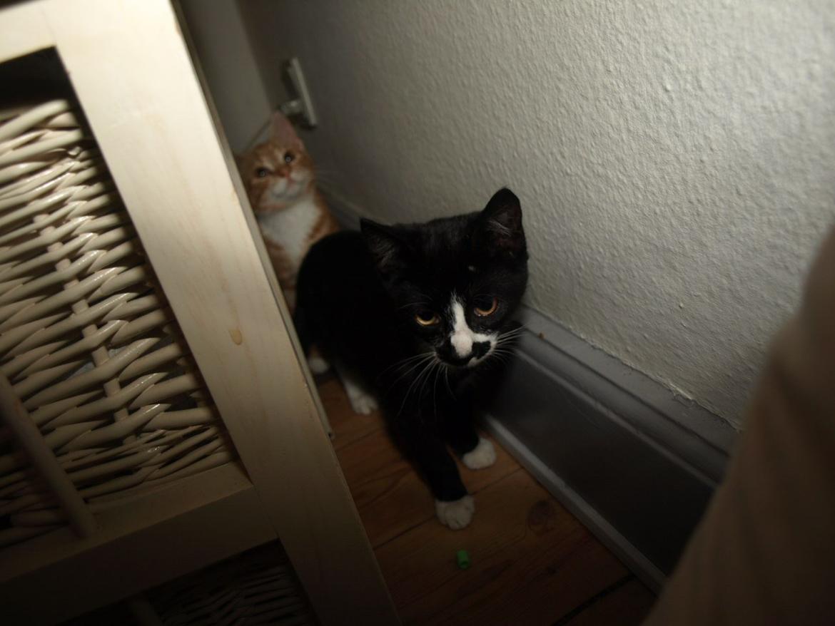 Huskat Blackie *RIP* - 11. september 2012 - 3 måneder, 2 uger og 2 dage gammel billede 10