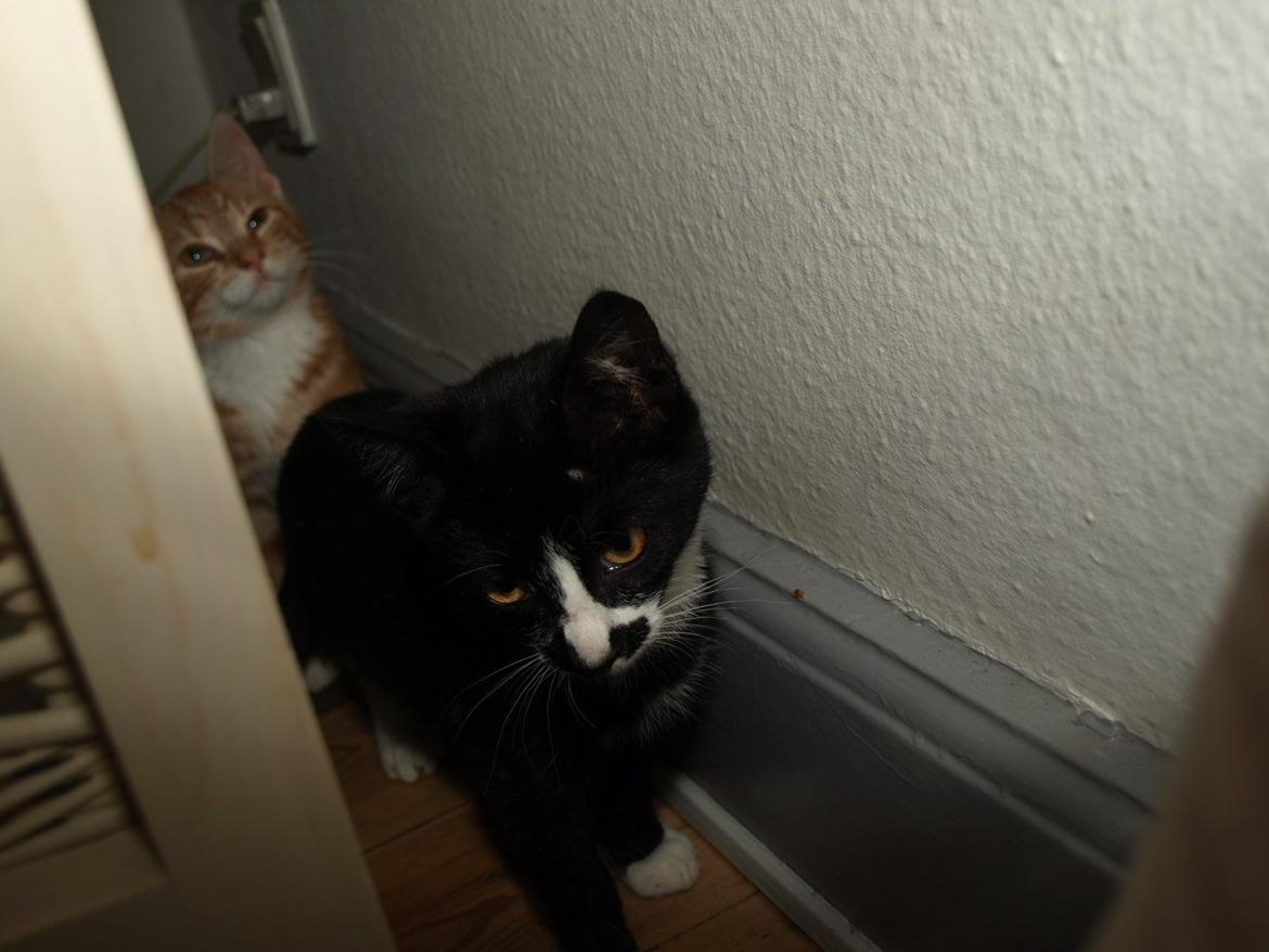 Huskat Blackie *RIP* - 11. september 2012 - 3 måneder, 2 uger og 2 dage gammel billede 11