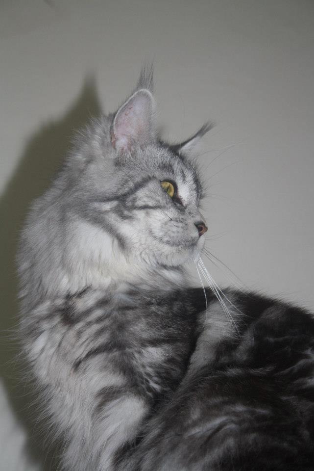 Maine Coon Sunways Madam Mim 7/8 billede 13