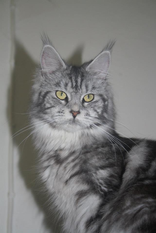 Maine Coon Sunways Madam Mim 7/8 billede 11
