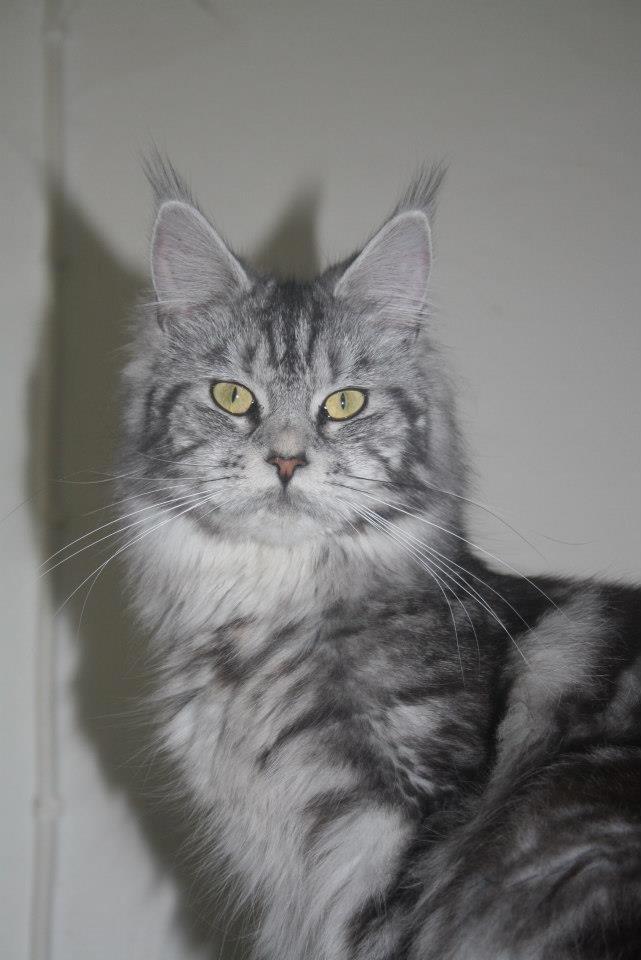 Maine Coon Sunways Madam Mim 7/8 billede 14