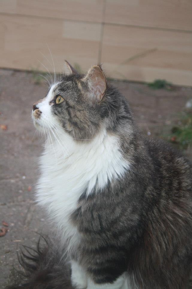 Maine Coon Krammedyret Yankie Bar billede 3