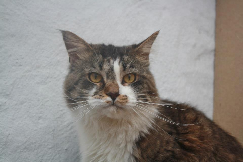 Maine Coon Krammedyret Yankie Bar billede 1