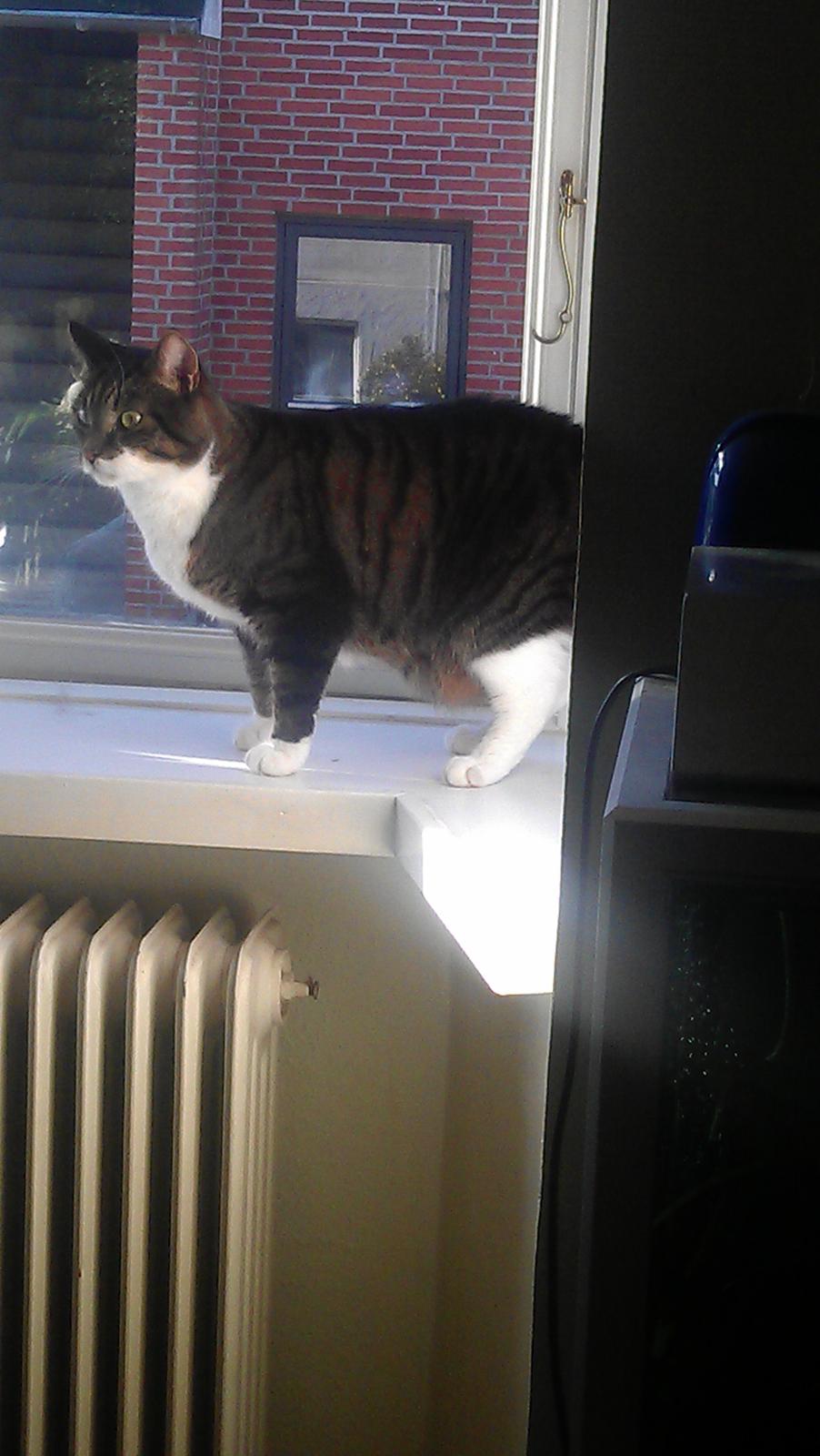 Huskat Furby billede 8