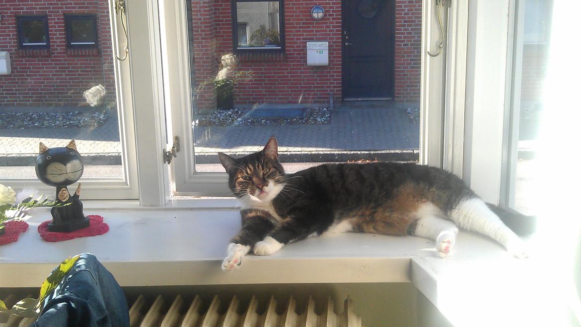 Huskat Furby billede 9