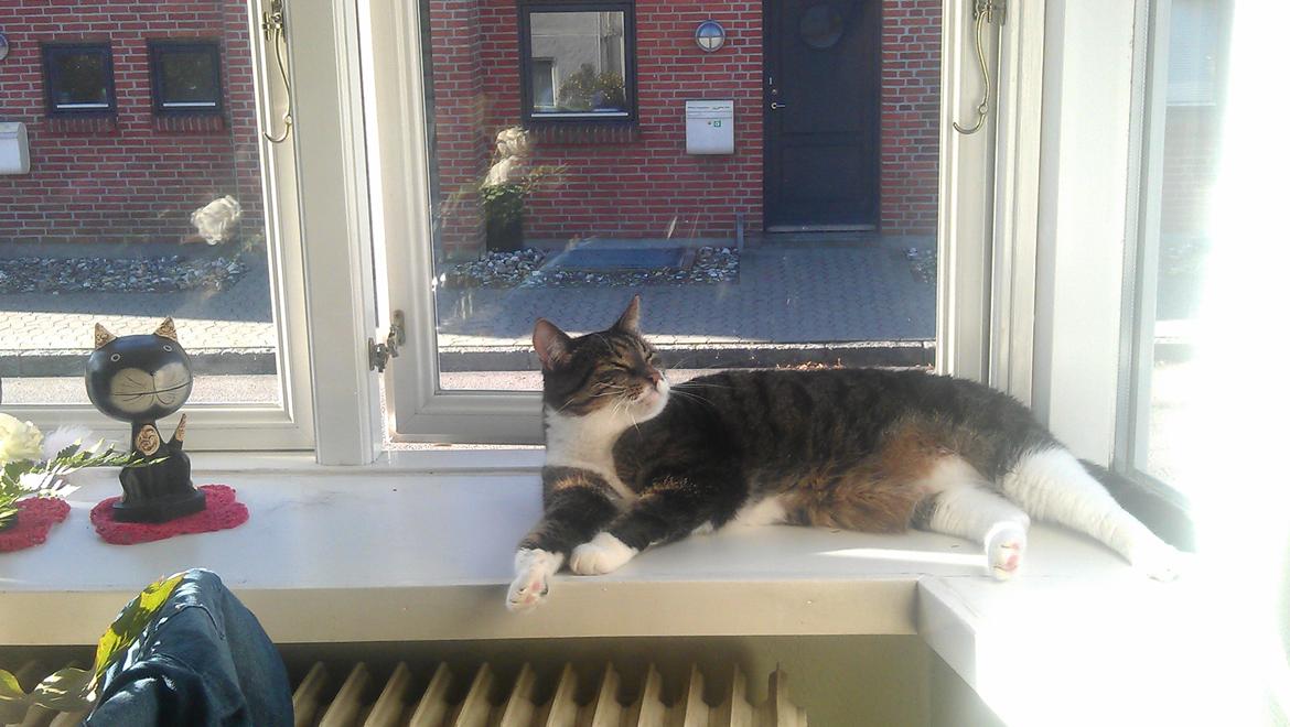 Huskat Furby billede 10