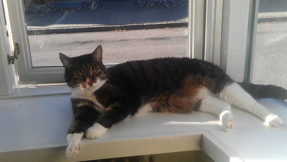 Huskat Furby billede 11