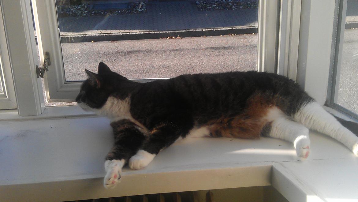 Huskat Furby billede 12