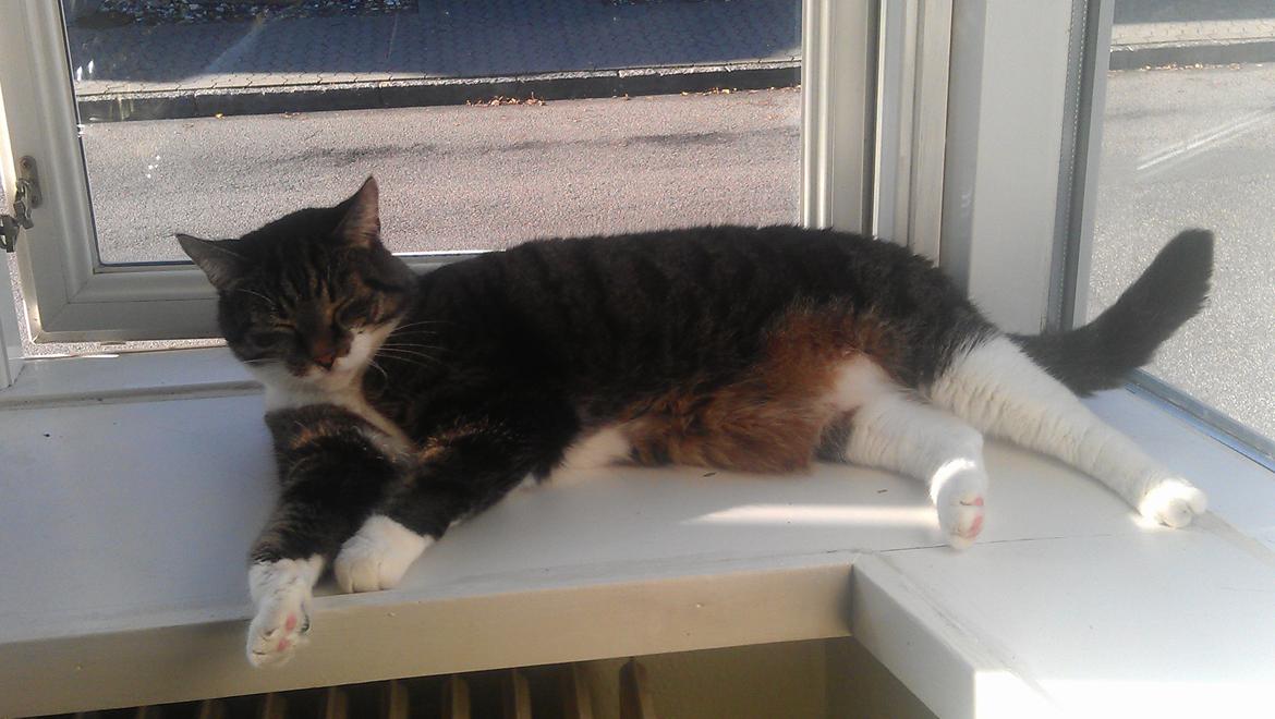 Huskat Furby billede 13