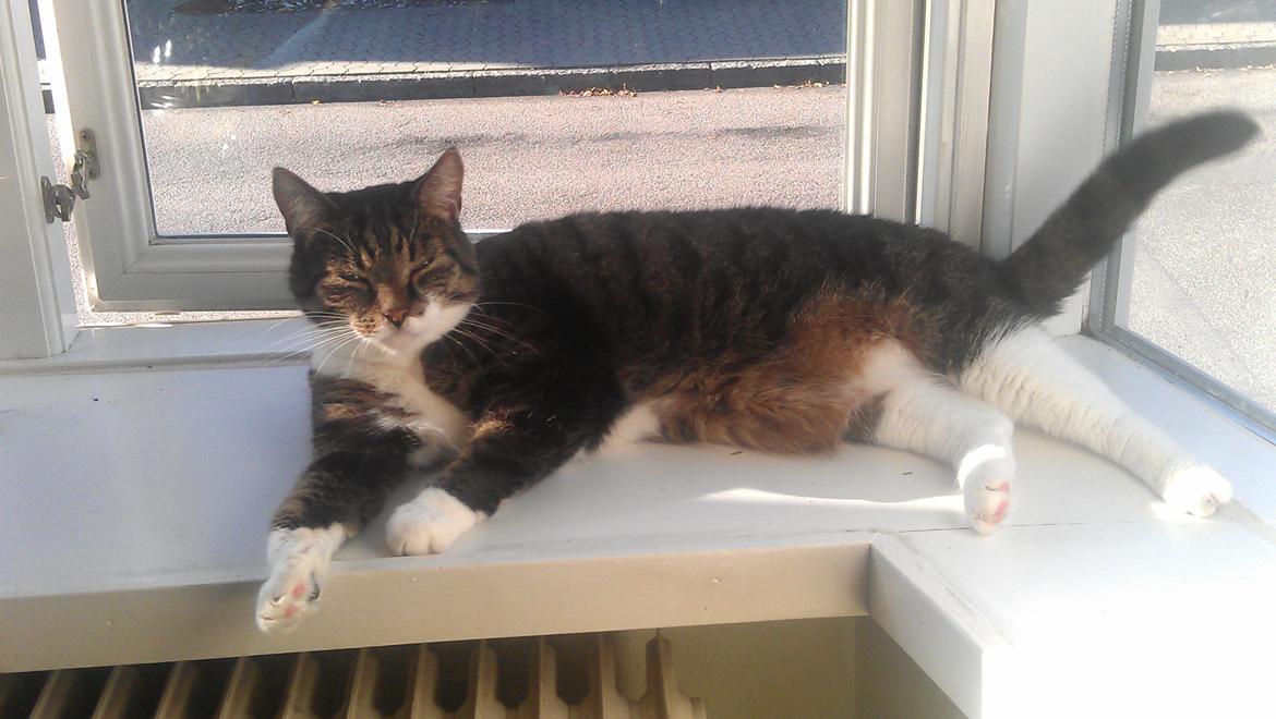 Huskat Furby billede 14