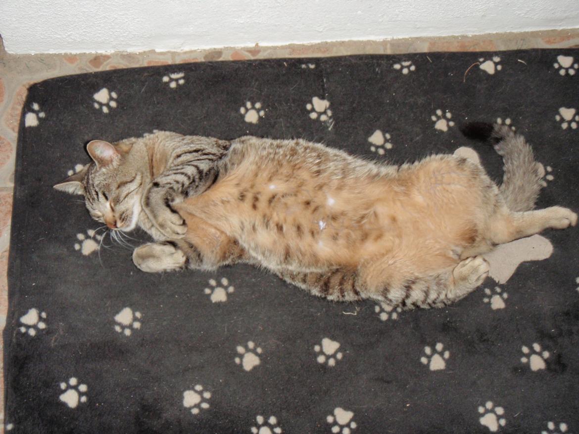 Blanding af racer Asti billede 15