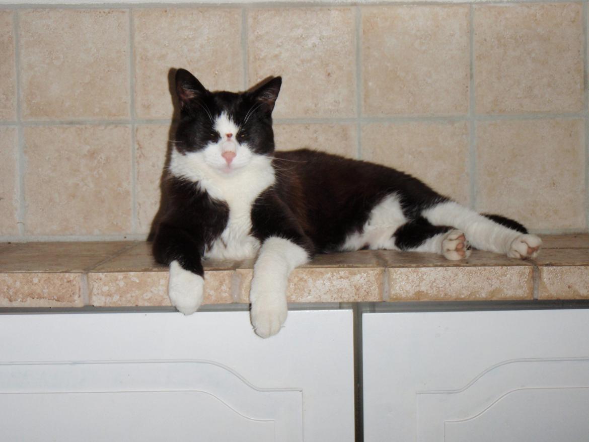 Blanding af racer Malibu billede 14