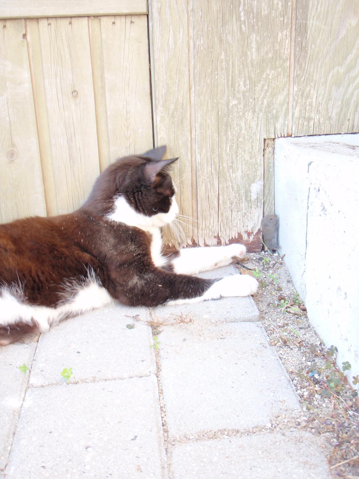 Blanding af racer Malibu billede 15