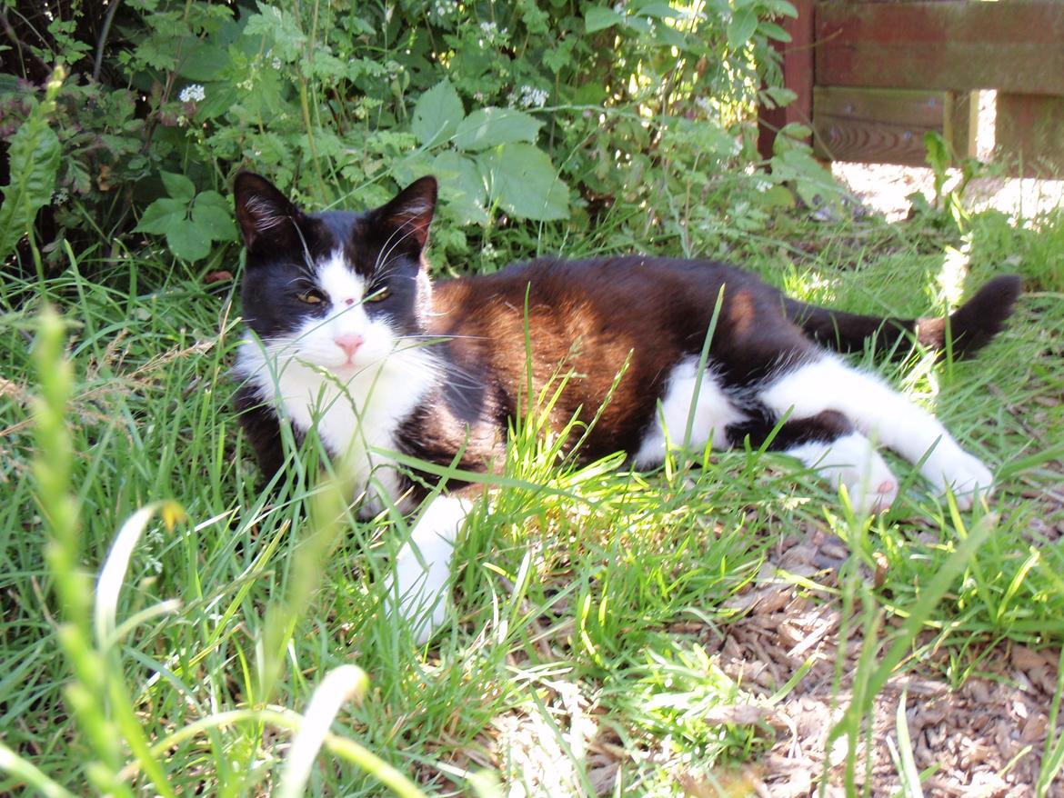 Blanding af racer Malibu billede 16