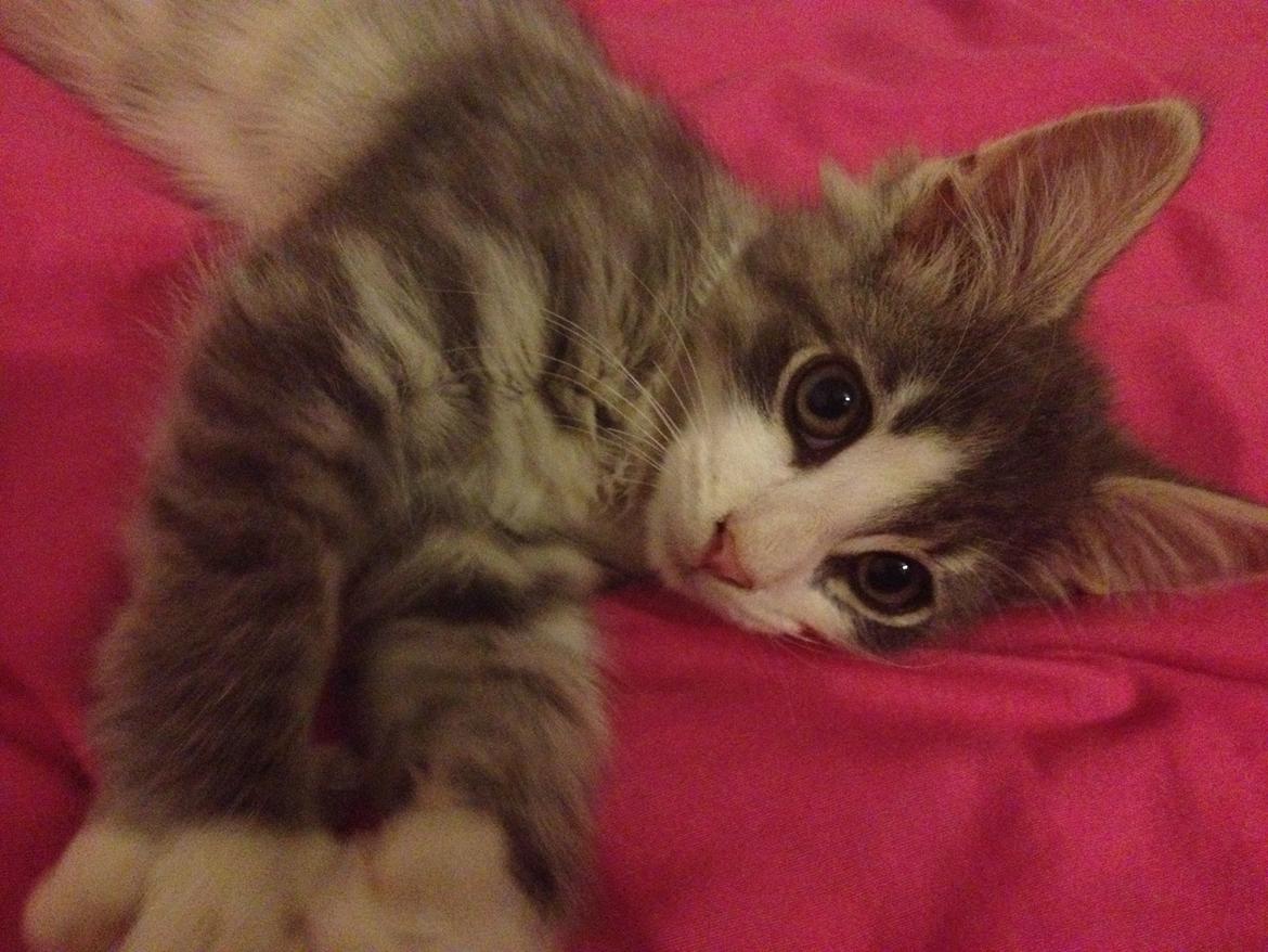 Norsk Skovkat Marcus billede 1