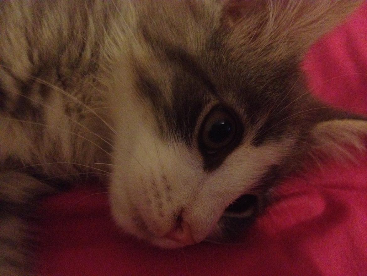 Norsk Skovkat Marcus billede 2