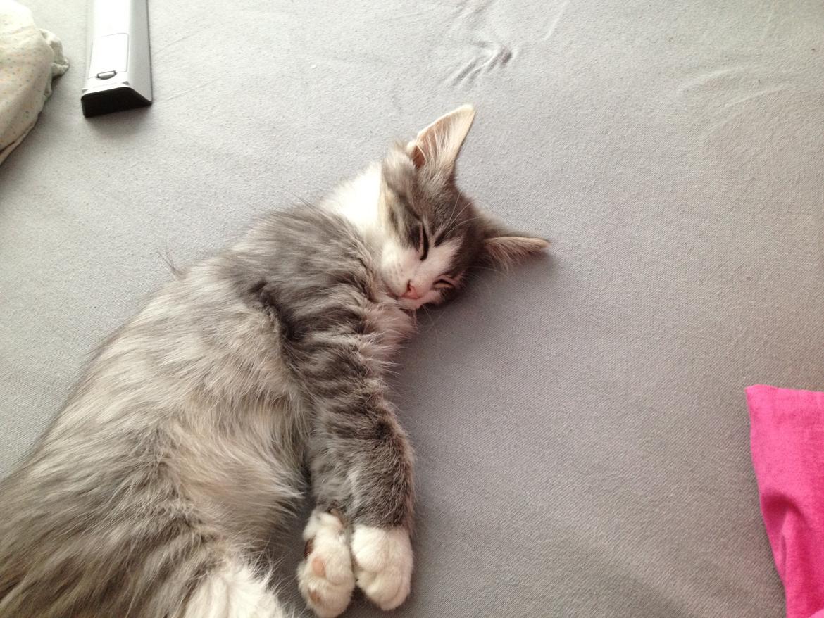 Norsk Skovkat Marcus billede 3