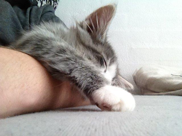 Norsk Skovkat Marcus billede 4