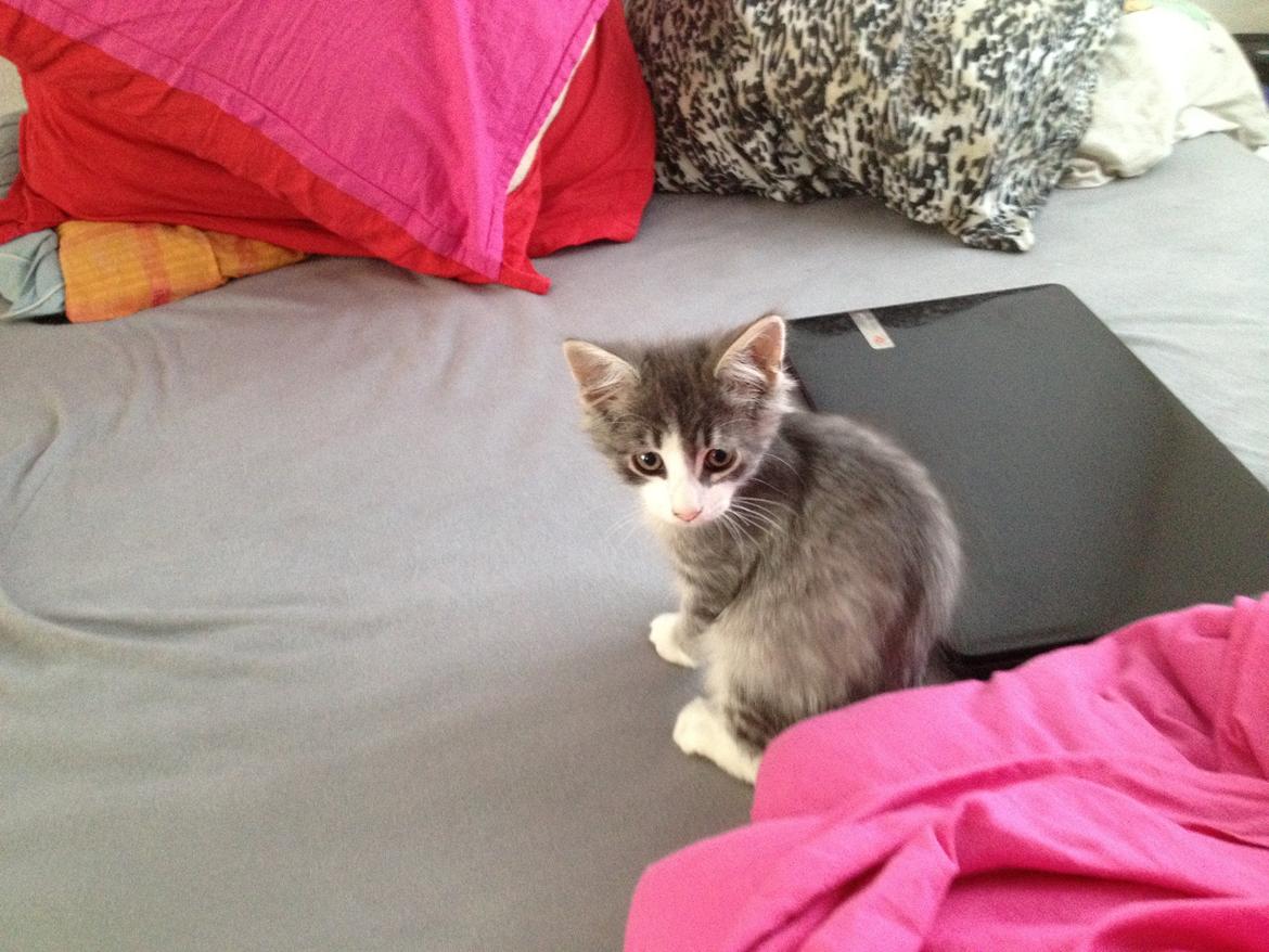 Norsk Skovkat Marcus billede 5