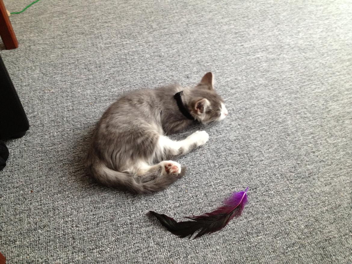 Norsk Skovkat Marcus billede 6