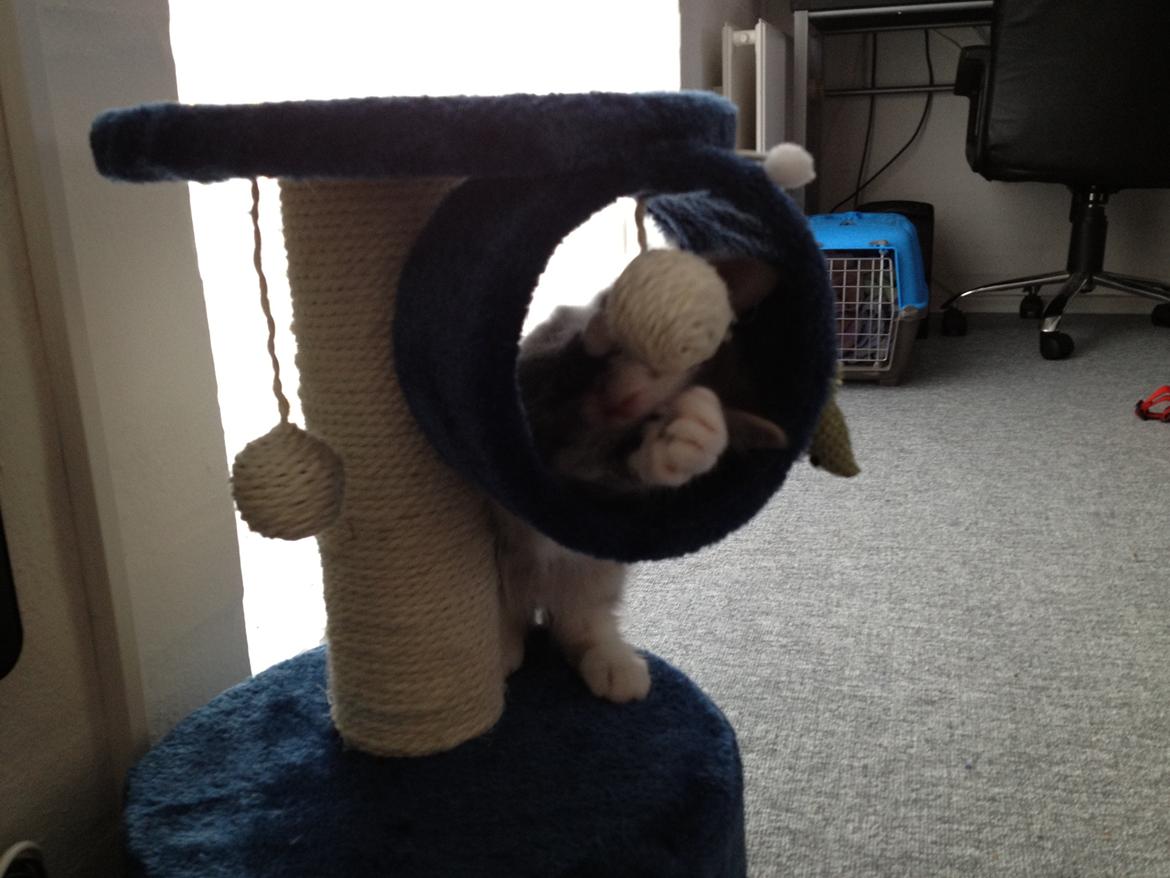 Norsk Skovkat Marcus billede 7