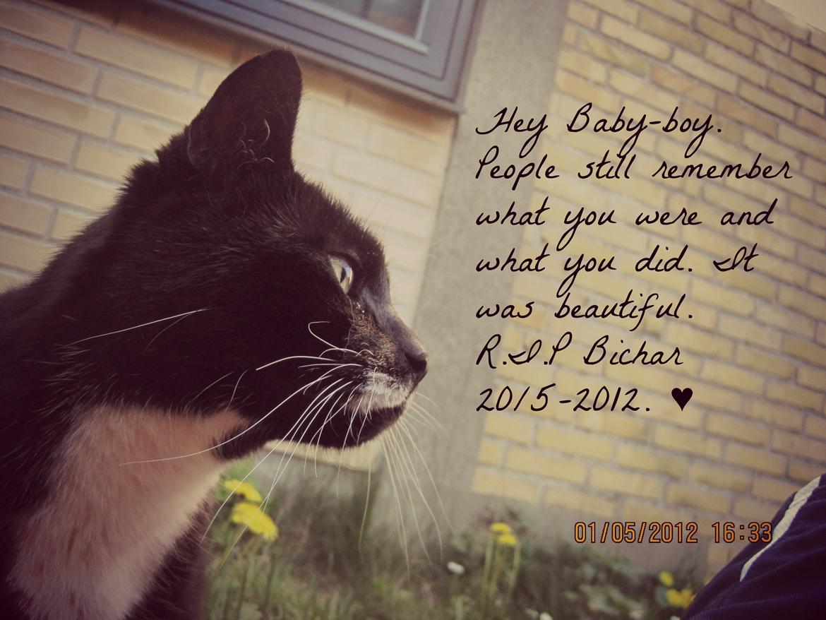 Huskat | Mosevangens Bichar {R.I.P 21/5-12} - # 1    
Åh hvor jeg dog savner dig, min egen! ♥
- Velkommen, til verdens mest unikke kats profil! ♥
//Fotograf: Mig
//Redigering: PicMonkey billede 1