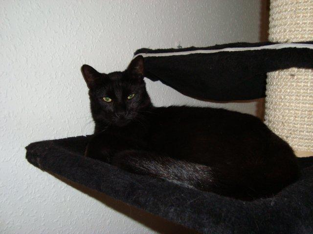 Huskat Mickey - Mickey 1 år billede 10