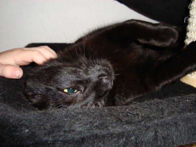 Huskat Mickey - 1 år billede 11