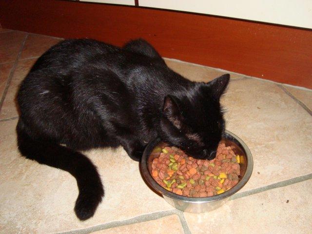 Huskat Mickey - 1 år og æder lidt af naboens kattemad billede 12